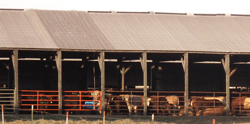 Iowa Cows