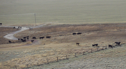 Wyoming Cows